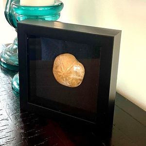 Fossil - Sand dollar fossil framed wall art